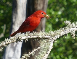 Summer Tanager with insect